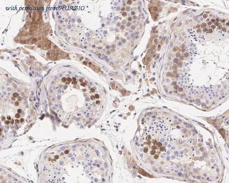 HUABIO HA722250 image 3