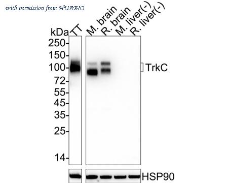 HUABIO HA722269 image 1