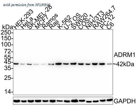 HUABIO HA722270 image 1