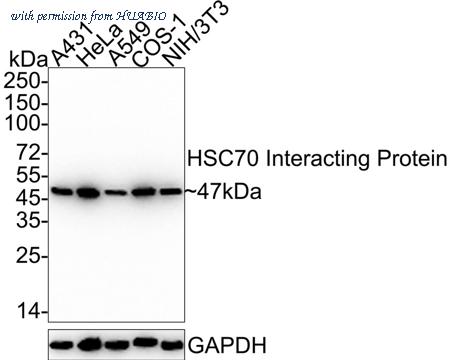 HUABIO HA722274 image 1