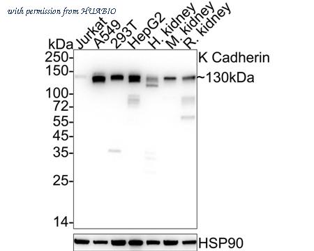 HUABIO HA722277 image 1