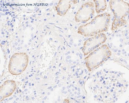 HUABIO HA722277 image 2