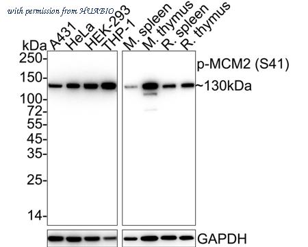 HUABIO HA722279 image 1