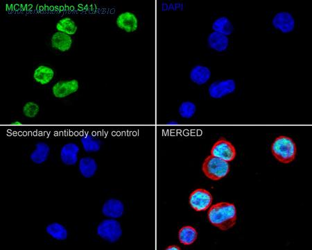 HUABIO HA722279 image 2