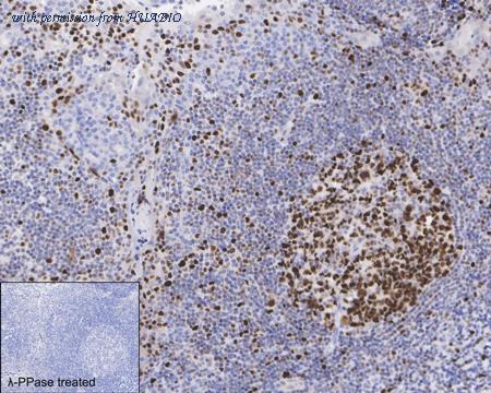 HUABIO HA722279 image 3