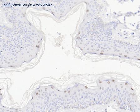 HUABIO HA722281 image 3