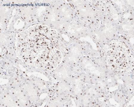 HUABIO HA722283 image 1