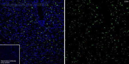 HUABIO HA722285 image 3