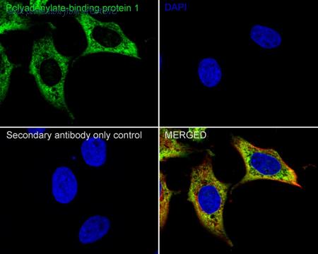 HUABIO HA722289 image 2