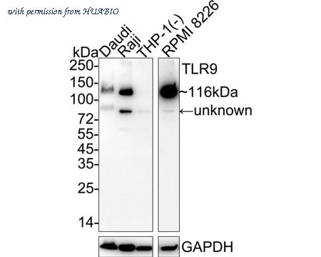 HUABIO HA722299 image 1