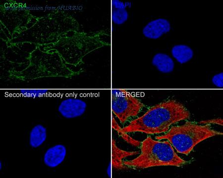 HUABIO HA722304 image 2