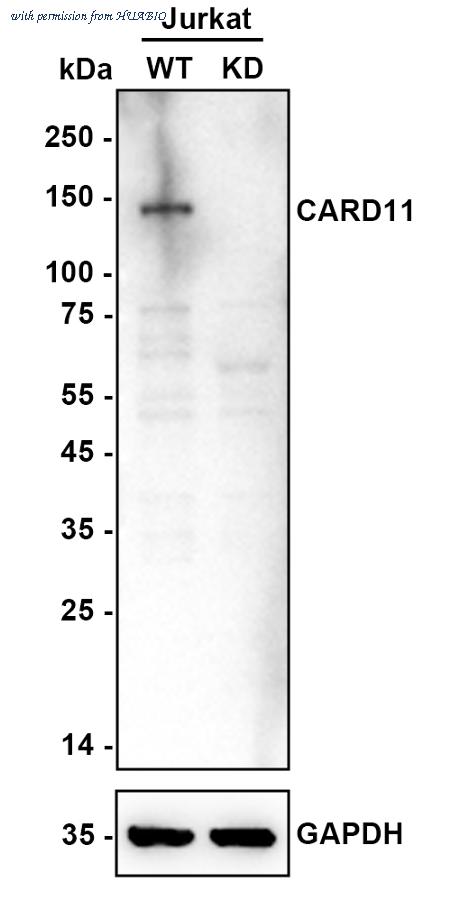 HUABIO HA722309 image 2