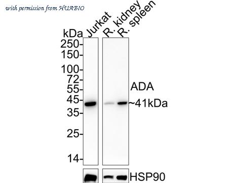 HUABIO HA722310 image 1