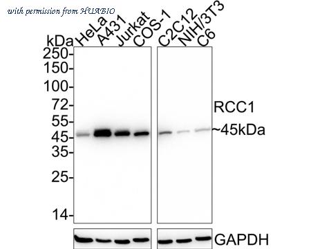 HUABIO HA722311 image 1
