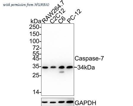 HUABIO HA722317 image 1