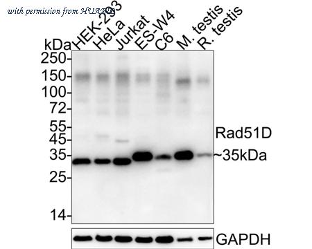 HUABIO HA722319 image 1