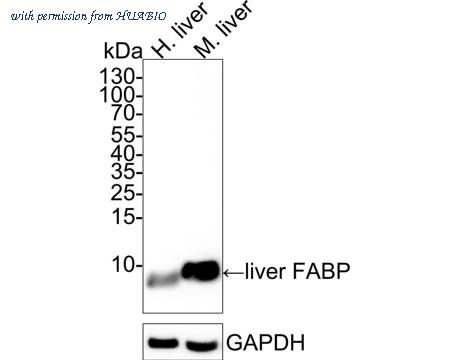 HUABIO HA722321 image 1