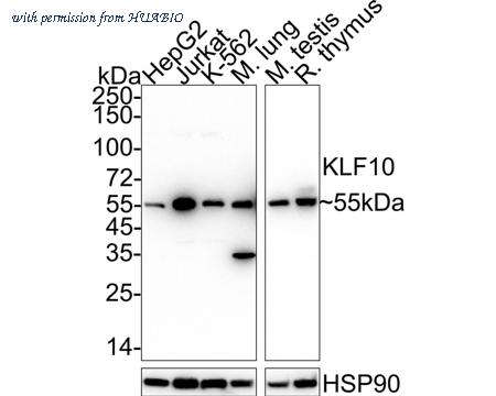 HUABIO HA722324 image 1