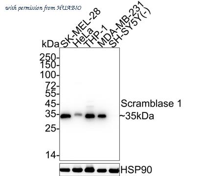 HUABIO HA722327 image 1