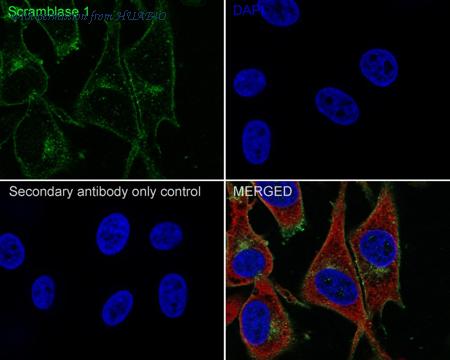 HUABIO HA722327 image 2