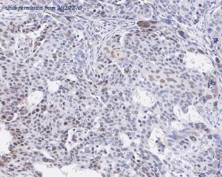 HUABIO HA722329 image 3