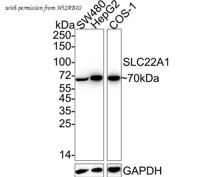 HUABIO HA722335 image 1