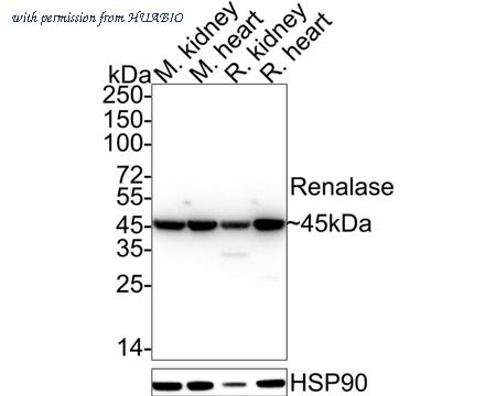 HUABIO HA722336 image 1