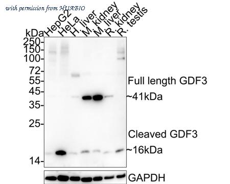 HUABIO HA722339 image 1