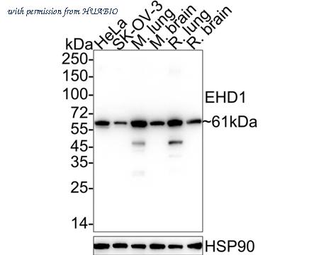 HUABIO HA722340 image 1