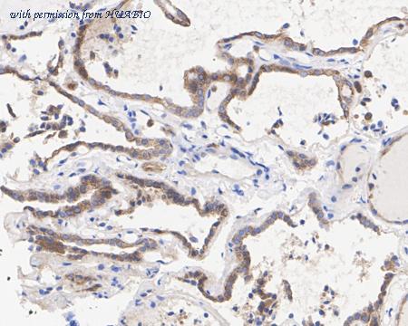 HUABIO HA722340 image 2