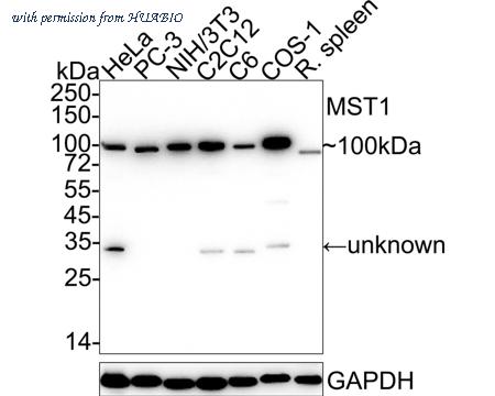 HUABIO HA722342 image 1