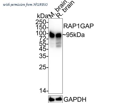 HUABIO HA722349 image 1