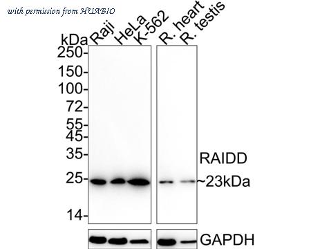 HUABIO HA722353 image 1