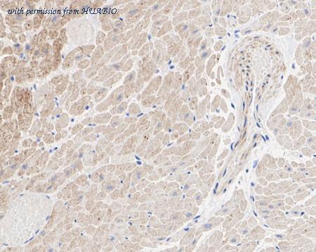 HUABIO HA722353 image 2