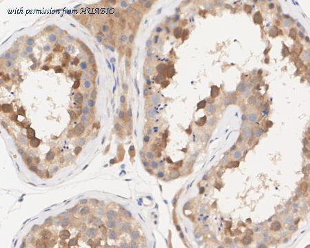 HUABIO HA722353 image 3