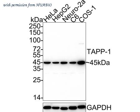 HUABIO HA722361 image 1