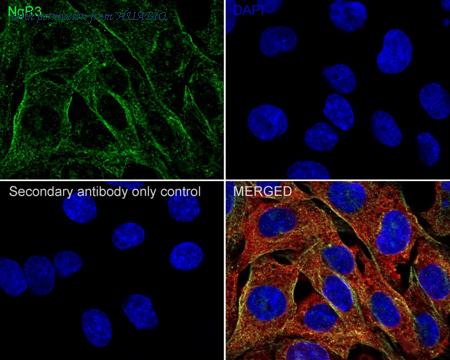 HUABIO HA722362 image 2