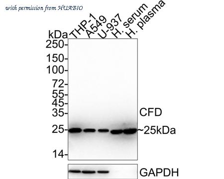 HUABIO HA722364 image 2