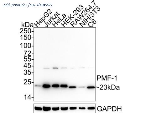 HUABIO HA722365 image 1