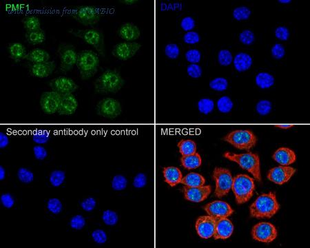 HUABIO HA722365 image 3