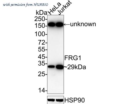 HUABIO HA722370 image 1