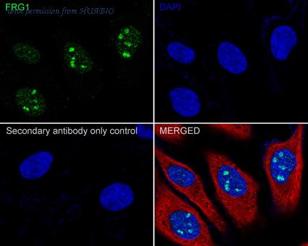 HUABIO HA722370 image 2