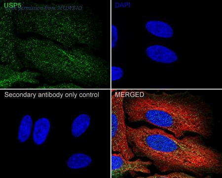 HUABIO HA722371 image 2