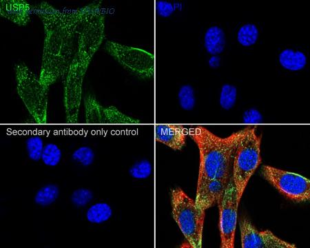 HUABIO HA722371 image 3