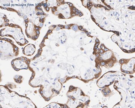 HUABIO HA722373 image 3