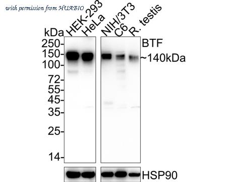 HUABIO HA722374 image 1