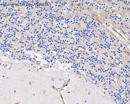 HUABIO HA722387 image 2