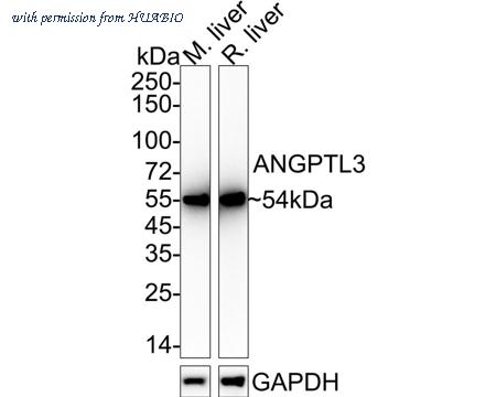 HUABIO HA722388 image 2