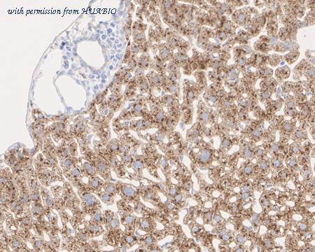 HUABIO HA722388 image 3