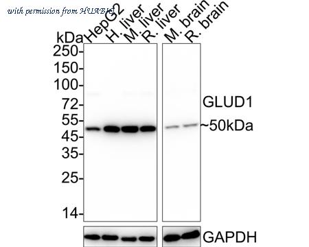 HUABIO HA722392 image 1